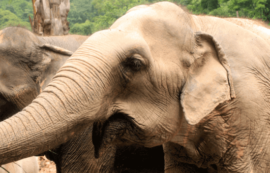 elephant majestueux dans la nature, symbole emblematique de la Thailande